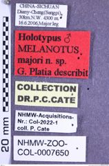 Etikette zu Melanotus majori (Platia, 2008) (NHMW-ZOO-COL-0007650)